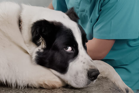 Doguinho sendo atendido