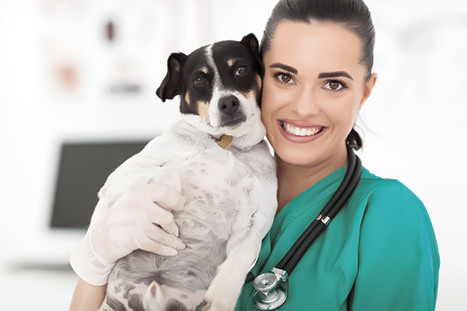 dog e mulher